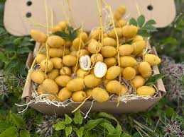 Bahri Datteln – Frische, goldgelbe süßem Aroma 1 KG