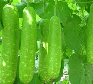 kürbis Lagenaria Slaoui 1Kg