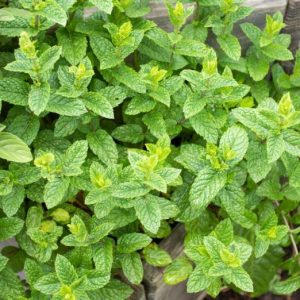 Marokkanische Minze Pflanze 1St