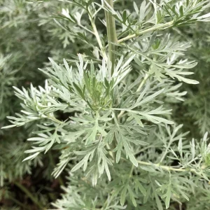 Wermut Artemisia absinthium Chiba 1Bund
